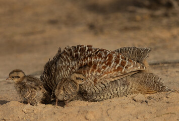 Grey francolin chicks near  its mother at Hamala, Bahrain