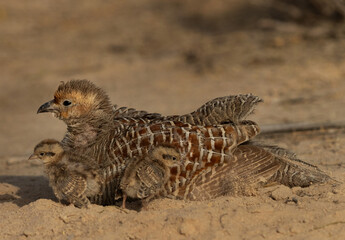 Closeup of a Grey francolin with chicks mud bathing at Hamala