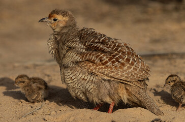 Closeup of a Grey francolin with a chicks at Hamala, Bahrain
