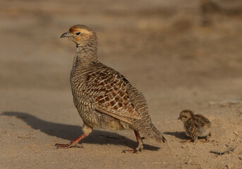 Grey francolin mother with her chick at Hamala, Bahrain