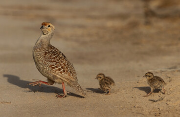 Grey francolin with a chicks at Hamala, Bahrain