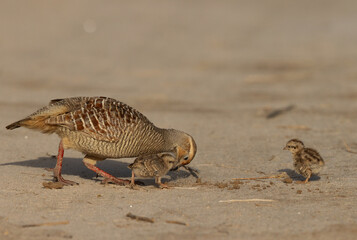 Grey francolin feeding with two chicks at Hamala, Bahrain