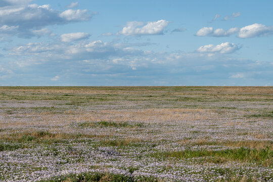 lavender field in the summer