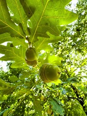 Obraz premium A vibrant close-up shot of fresh green acorns hanging from an oak tree branch, covered in dewdrops and illuminated by the morning sunlight. The detailed view of the acorns and the lush green leaves