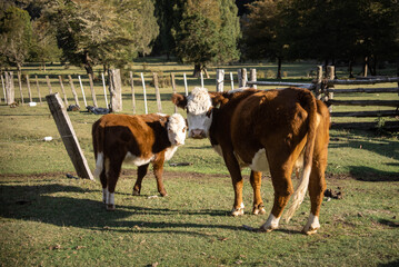 Paisajes de praderas en la Patagonia Argentina con increíbles valles en zona rural. Vacas, caballos y ovejas pastando se pueden apreciar.