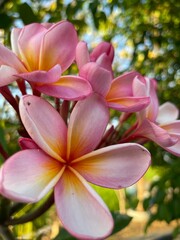 Fototapeta premium White mix yellow of plumeria flowers that are blooming in the backyard.