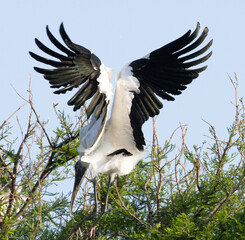Wood Stork outdoors in nature