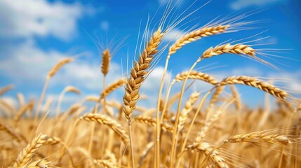 Fototapeta premium Wheat crop yield