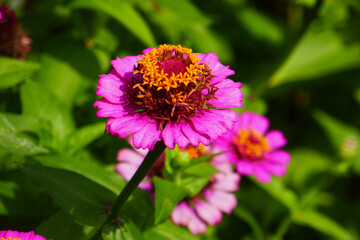 zinnien