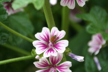 Obraz premium fiori e api