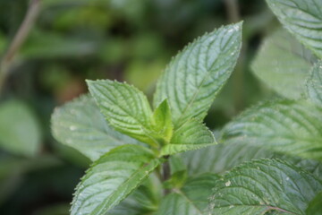 menta fresca © Mirko