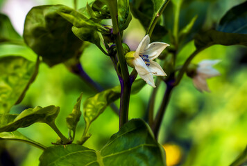 Obraz premium Bell pepper growing on a plant surrounded by leaves under sunlight. Capsicum annuum. Organic products concept