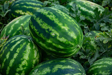 Green watermelons in the field, closeup of photo.
