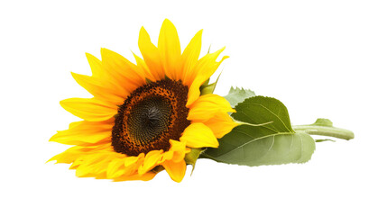 Sunflower transparent background
