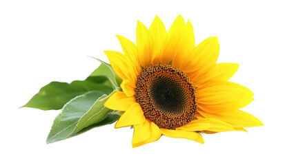 Obraz premium Sunflower transparent background