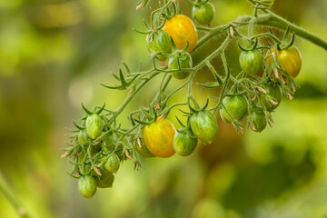 Yellow and green cherry tomato plant growing in the greenhouse, organicn and ecological tomato crop in the garden, close-up