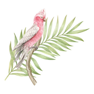 pink parrot perched on branch clip art preview