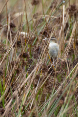 Sedge Warbler (Acrocephalus schoenobaenus) in Turvey Nature Reserve, Dublin, Ireland – Commonly found in wetlands across Europe