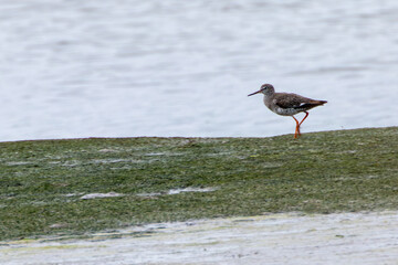 Redshank (Tringa totanus) off the coast of Clontarf, Dublin, Ireland – Commonly found in wetlands across Europe and Asia.