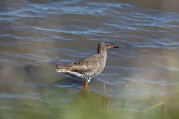 Redshank (Tringa totanus) off the coast of Clontarf, Dublin, Ireland – Commonly found in wetlands across Europe and Asia.