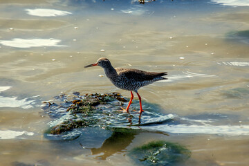 Redshank (Tringa totanus) off the coast of Clontarf, Dublin, Ireland – Commonly found in wetlands across Europe and Asia.