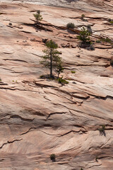Small trees against a backdrop of a sandstone cliff.