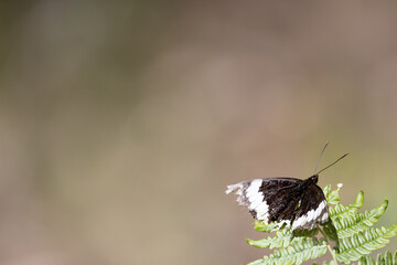 A butterfly on a plant with plenty of copy space