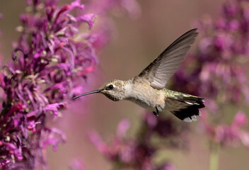 hummingbird feeding on flowers