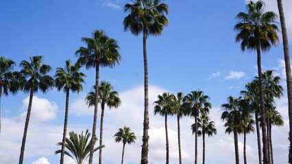 A scenic view of tall palm trees reaching toward a blue sky dotted with fluffy clouds, evoking a...