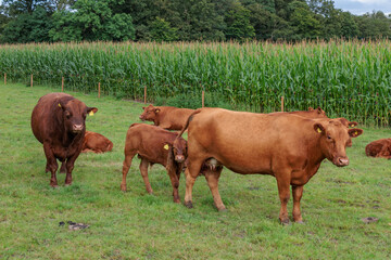 sommer im münsterland