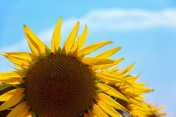 青空背景のひまわり