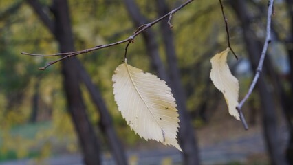 A close-up view of two yellow leaves hanging from a branch, set against a blurred background of autumn foliage.
