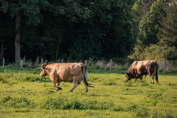 sommer im münsterland
