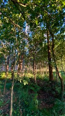 A vibrant forest scene with tall trees and lush green foliage, bathed in warm sunlight filtering through the canopy