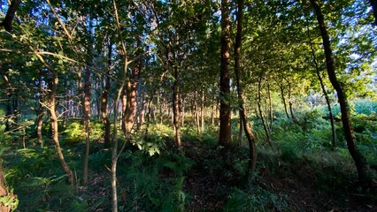 A dense forest with a mix of sunlight and shade, highlighting the lush green foliage and tall trees
