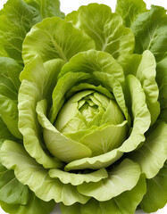 Fototapeta premium Close-up of fresh green lettuce leaves on a white background