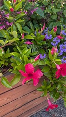 purple and pink flowers in the city