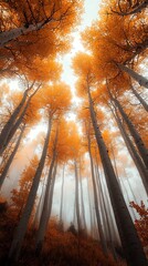 A Misty Forest with Golden Aspen Trees Viewed from Below