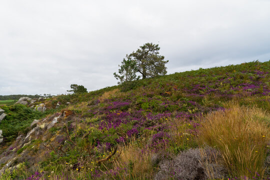 En &eacute;t&eacute;, la lande bretonne se pare de bruy&egrave;res violettes, recouvrant un sol parsem&eacute; d'herbes sauvages orang&eacute;es et de pins maritimes, le tout sous un ciel nuageux.