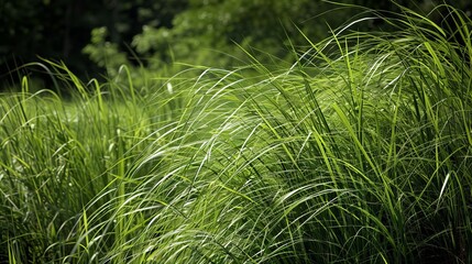Blades Of Tall Arching Lush Green Grass