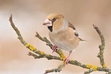 Hawfinch Coccothraustes coccothraustes bird songbird wildlife nature predator cock o the north, beautiful animal mountain finch, animal, bird watching ornithology, flower bud fauna wildlife Europe