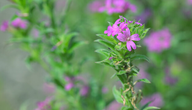 Beautiful close-up of boisduvalia densiflora