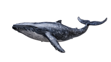 Whale transparent background