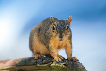 The fox squirrel (Sciurus niger), also known as the eastern fox squirrel or Bryant's fox squirrel. 