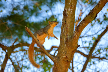 The fox squirrel (Sciurus niger), also known as the eastern fox squirrel or Bryant's fox squirrel. 