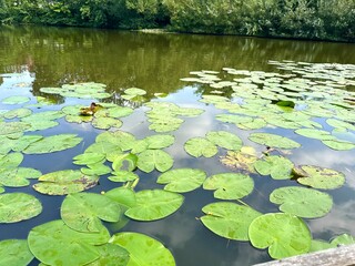 landscape pond, pond with water lilies, blue sky over the pond