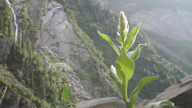 Verbascum Thapsus (Great Mullein) in Himalayan Region, Himachal Pradesh