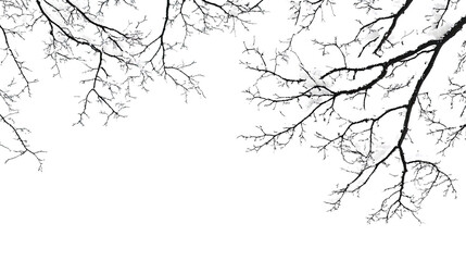 Fototapeta premium tree branches with snow transparent background