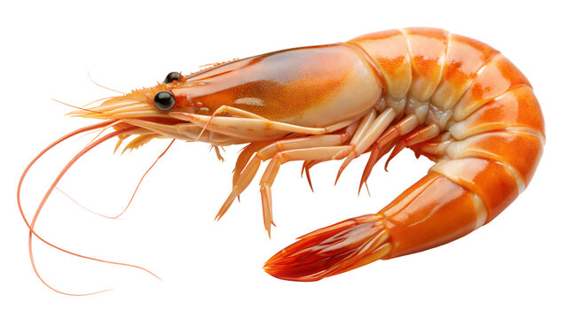 shrimp on a transparent background