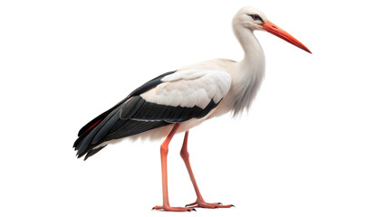 Obraz premium stork on a transparent background